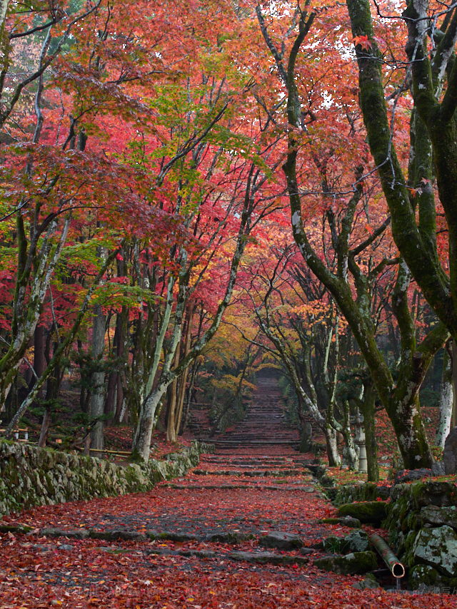 SIGMA 16mm F1.4 DC DN Contemporary を使ってみました ／ 滋賀紅葉